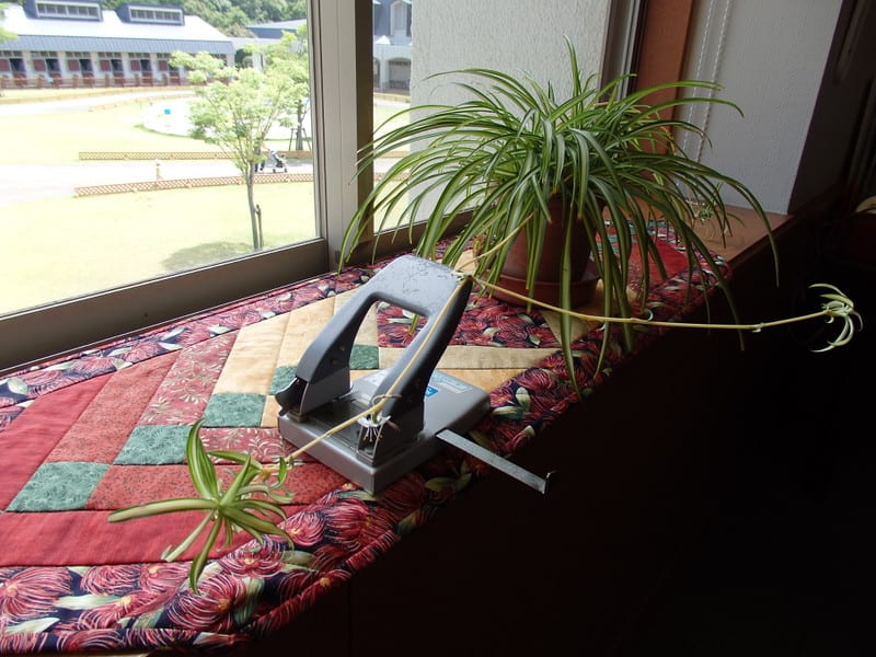 P6080018_2 P6080018_2