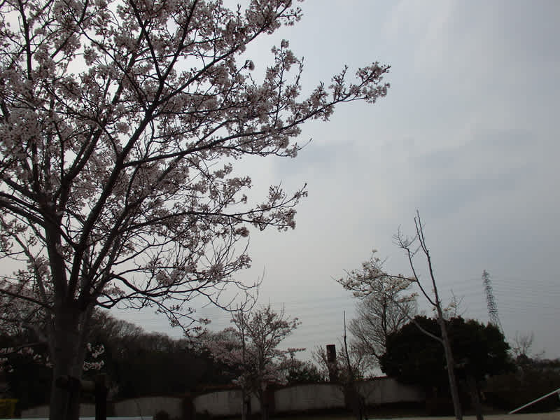 P4100026 P4100026