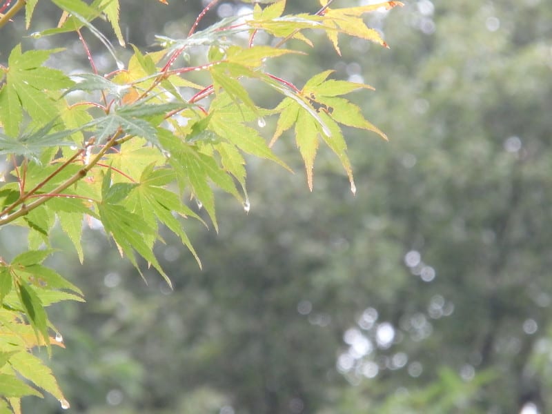 P8160030_2 P8160030_2